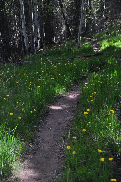 The Priest Gulch Trail